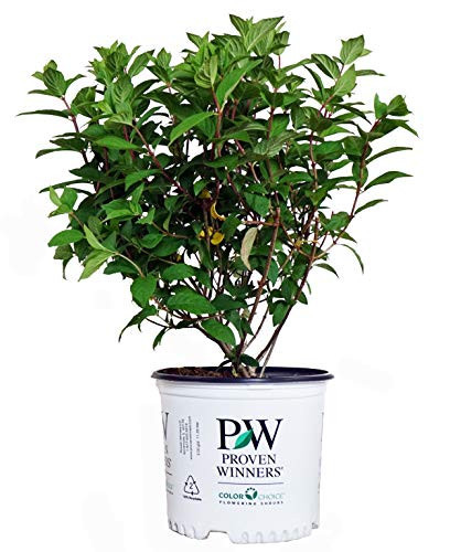 Proven Winners - Hydrangea pan. Fire Light (Panicle Hydrangea) Shrub, white & red flowers, #3 - Size Container | Amazon (US)