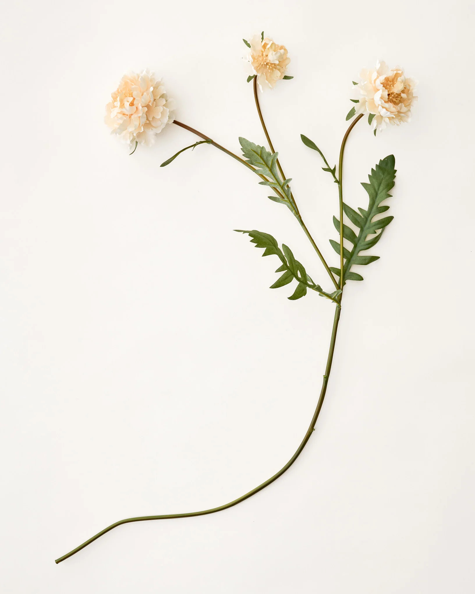 Real Touch Cream Scabiosa Stem | Magnolia