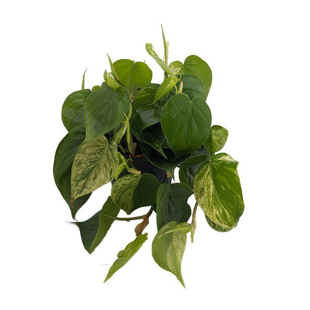 Rare Variegated Heart Leaf Philodendron scandens Var. -6" Pot-Collector's Series | Walmart (US)