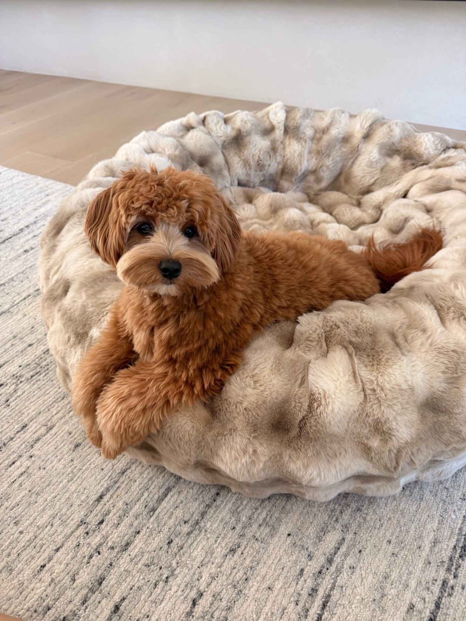 Remy's new Lola Blankets bed is on sale!! We got a medium so it was extra roomy for him & he loved it!!! So cozy! Lola blankets are our absolute favorite and Remy deserves the coziness too ;) Get it for 50% off with code AUG50 🤍

#LTKHome #LTKSaleAlert