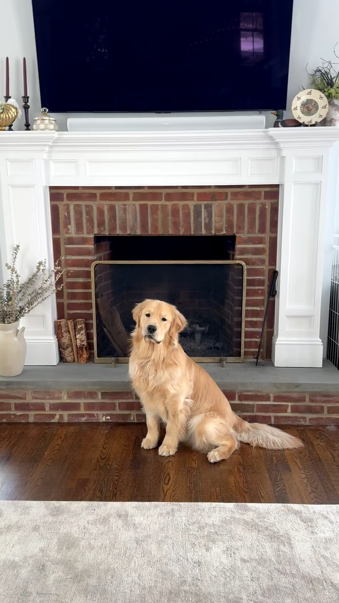 My golden retriever posing with all our favorite furniture and decor in our living room 💛 

#LTKSeasonal #LTKHome