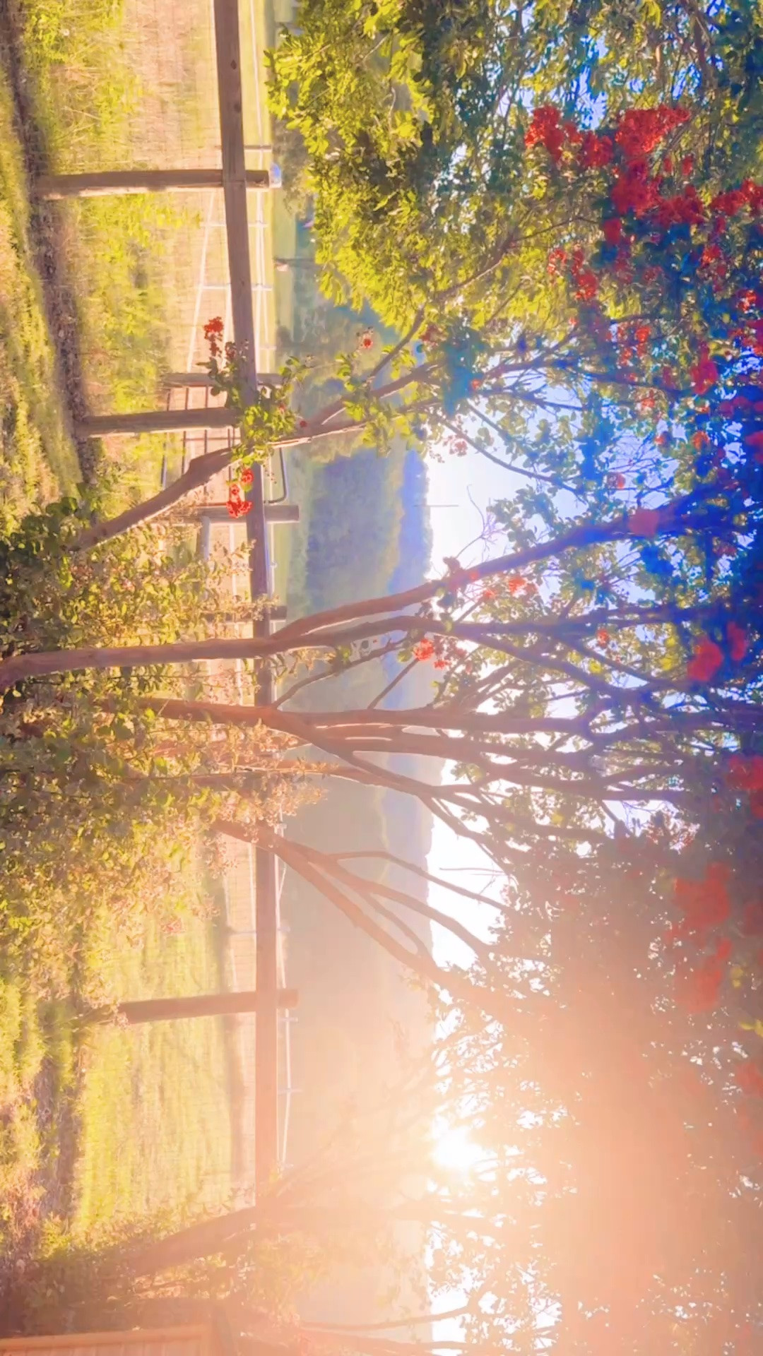 the very best morning views to wake up to here on the farm 
🌅☀️🌸🌿🐴🫏🦌🐓