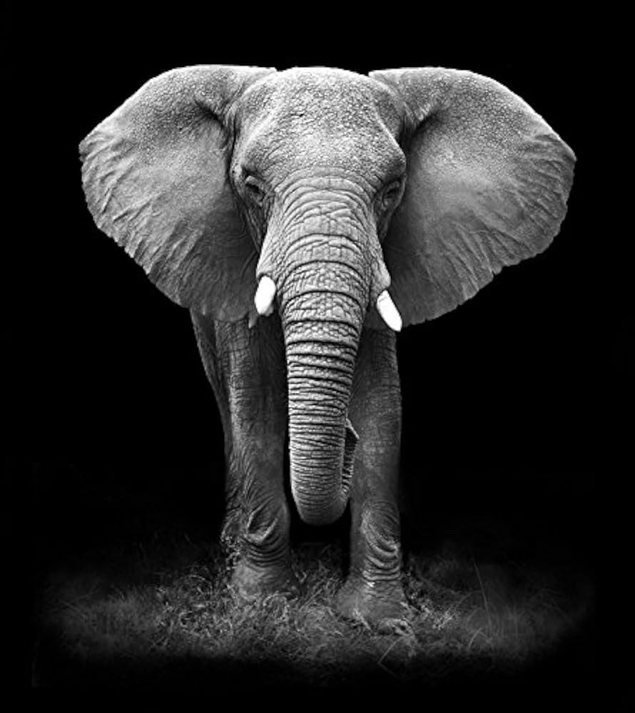 African Landscape Scenery Print Painting Beautiful Elephant Animal Wall Art on Canvas for Home De... | Amazon (US)