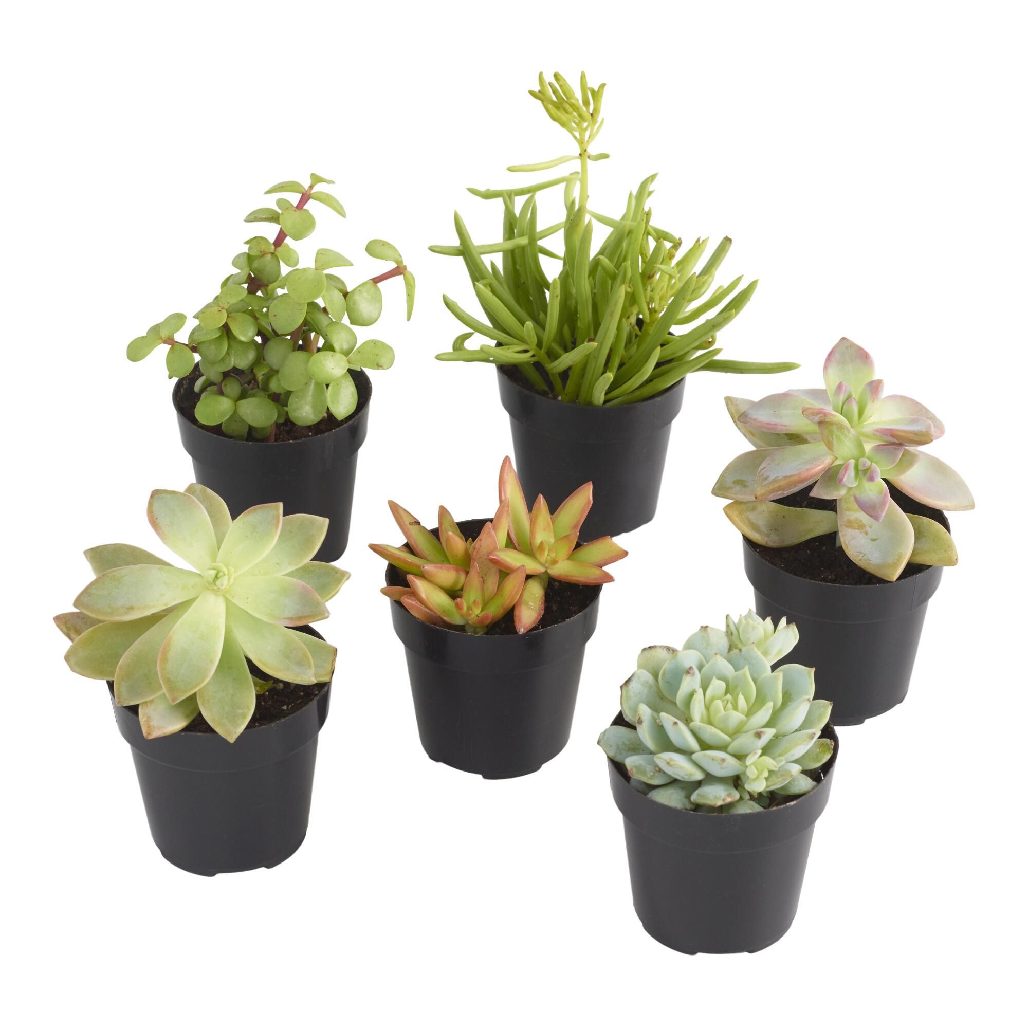 Small Assorted Live Potted Succulents - Smallsetof3 by World Market Smallsetof3 | World Market