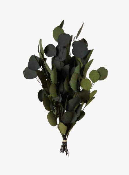 Preserved Eucalyptus | Amazon (US)