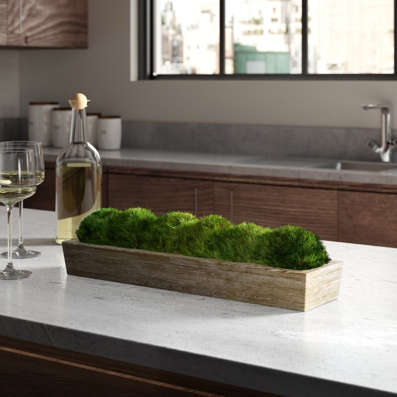 Preserved Moss Plant in Planter | Wayfair North America