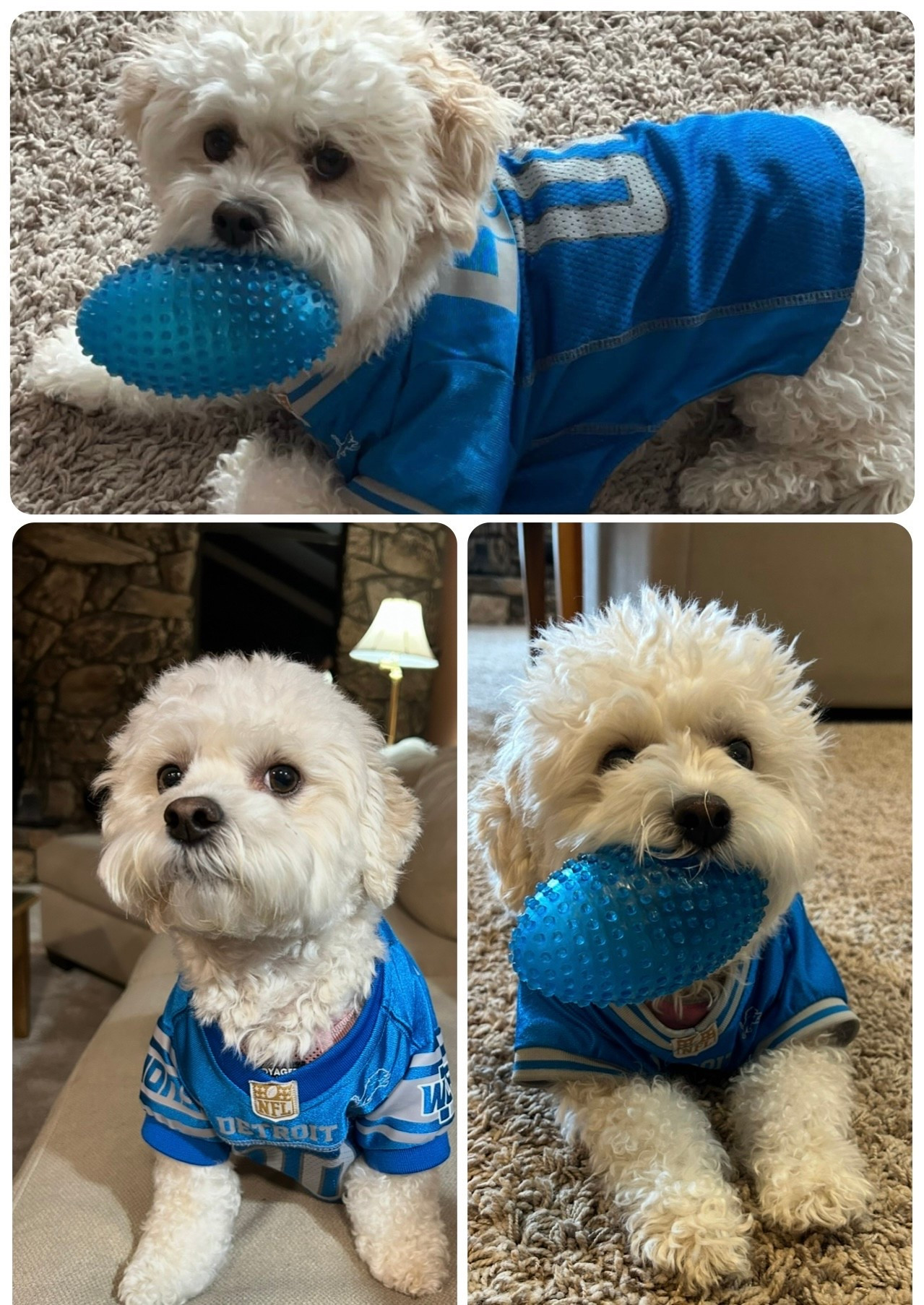 We love our football Sundays around here!  We get all ready for the Detroit Lions games with snacks, dinner ready, and our miss Olive loves to wear her jersey. Surely your little fur baby needs to rep your favorite football team.!? Who do you think is going to the Super Bowl? 🏈 