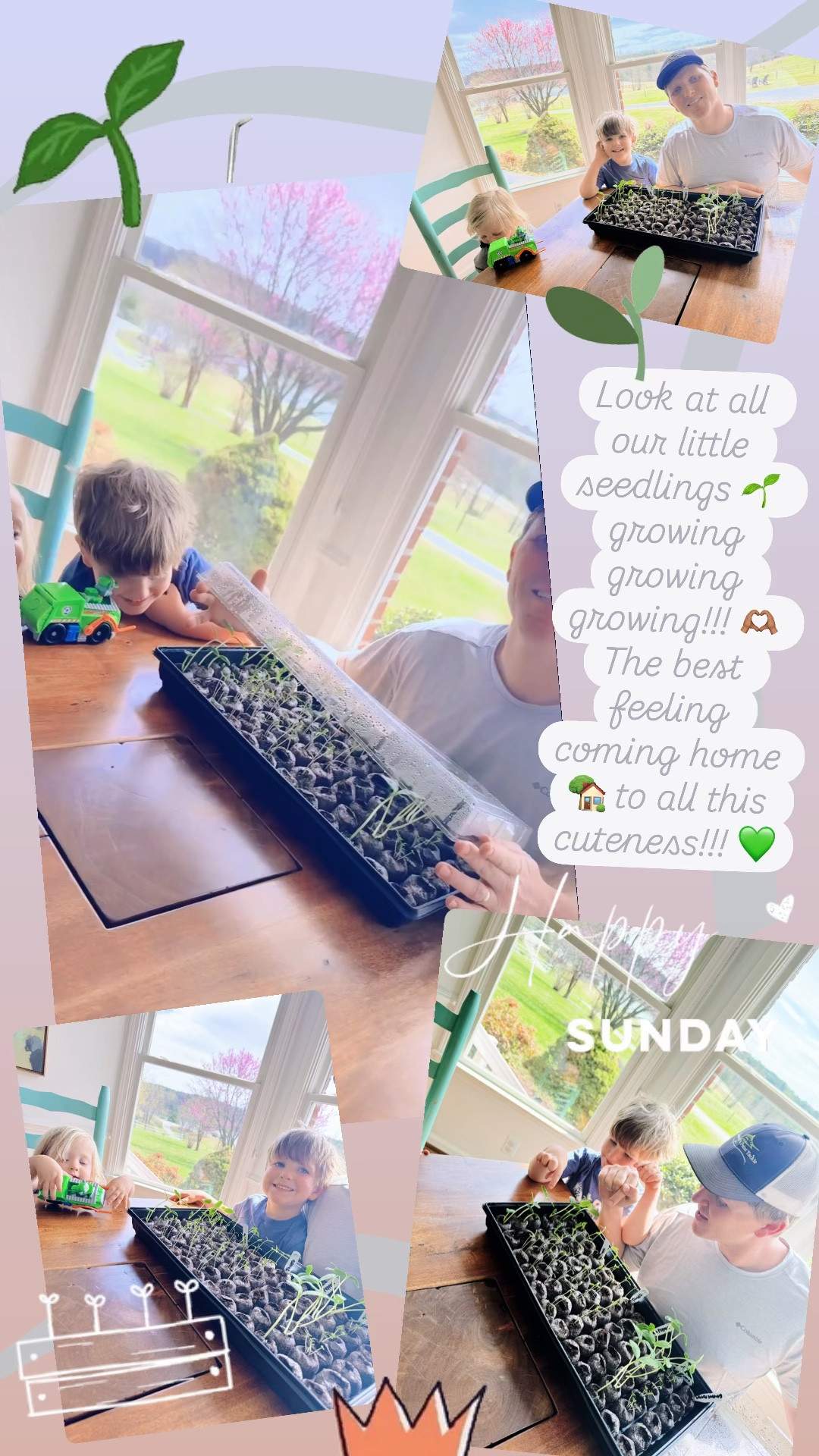 Look at all our little seedlings 🌱 growing growing growing!!! 🫶🏽 The best feeling coming home 🏡 to all this cuteness!!! 💚