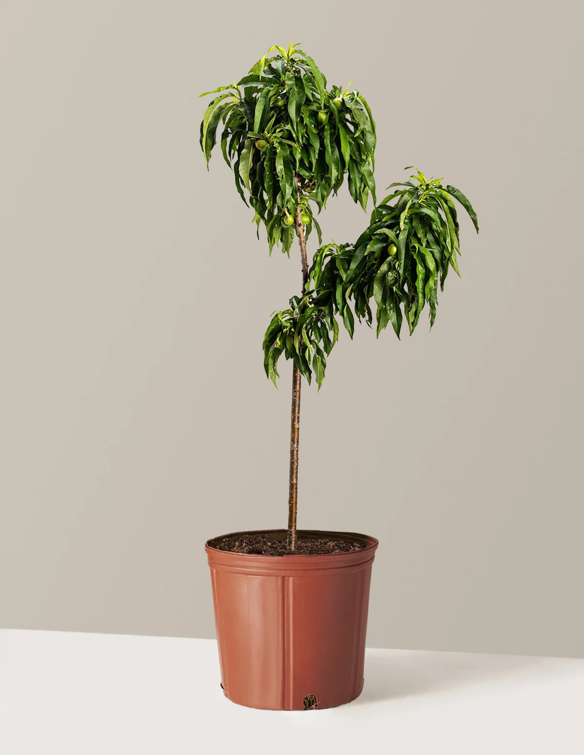 Bonanza Patio Peach | The Sill