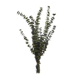 Kelly Green Dried Eucalyptus Bundle by Ashland® | Michaels | Michaels Stores