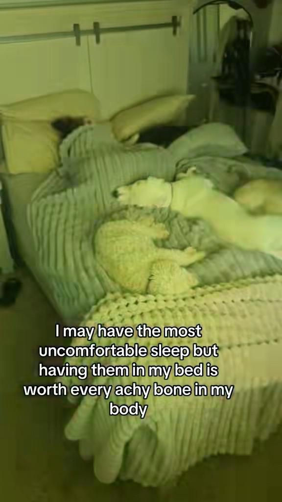 POV: just me and my four dogs living our best snuggle life 💤🐾

If you’ve ever wondered how I survive every season — it’s these blankets 😍

🩶 The heated grey blanket is 16% off for Prime Day (has 2 separate controls 🙌)
🤎 The tan non-heated version is 20% off — both are a total must-have for snuggle season!

Literally use them year-round — cozy in the winter, soothing in the summer AC. Obsessed isn’t even the word.

🛍️ Shop the blankets here 

#PrimeDayDeals #LTKHome #CozyVibes #DogMomLife #AmazonFinds #HomeEssentials #HeatedBlanket #LTKSaleAlert #CozyGirlEra #SleepGoals #DogMomEnergy

#LTKSaleAlert #LTKHome #LTKPets