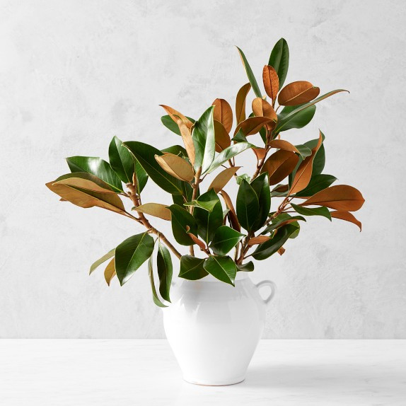 Fresh Magnolia Branches | Williams-Sonoma