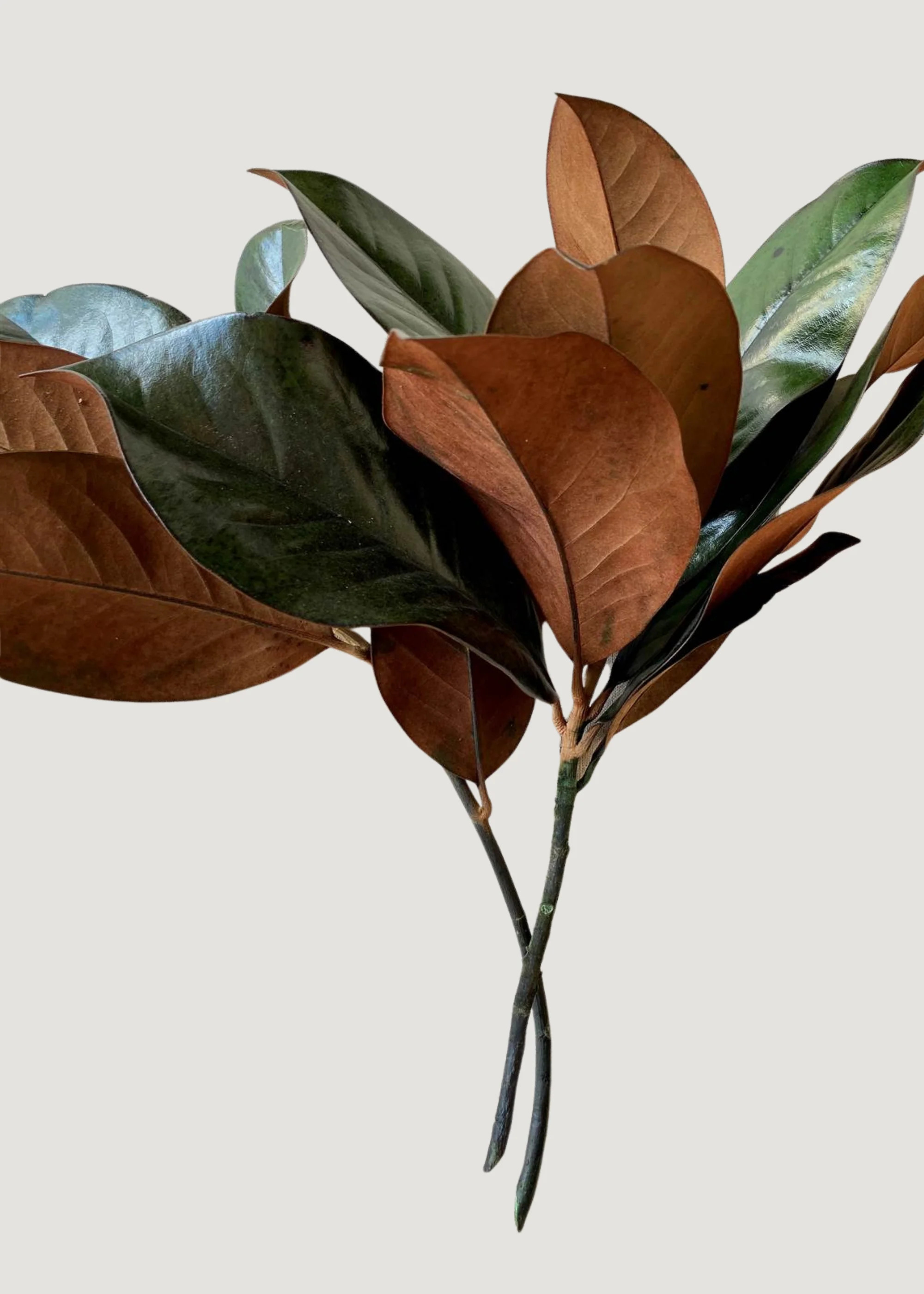 Bundle of 3 Green Preserved Magnolia Leaf Stems | Afloral