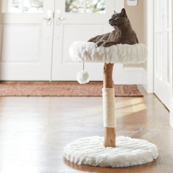 Frisco Natural Wood Modern Cat Tree with Toy, Ivory, Small | Chewy.com