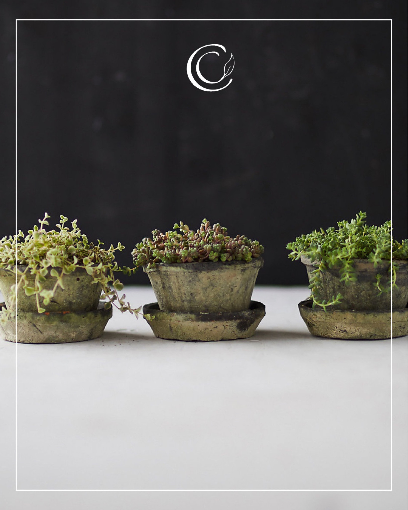 Adorable trio of mini weathered clay pots with saucers 🪴🪴🪴

#LTKFind #LTKhome #LTKSeasonal