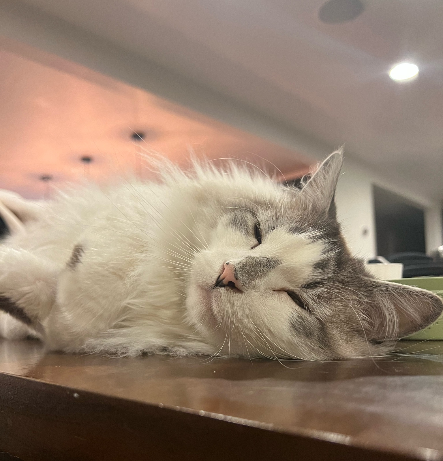 Tips for kitties and fun Amazon finds

#LTKhome #LTKFind #LTKfamily