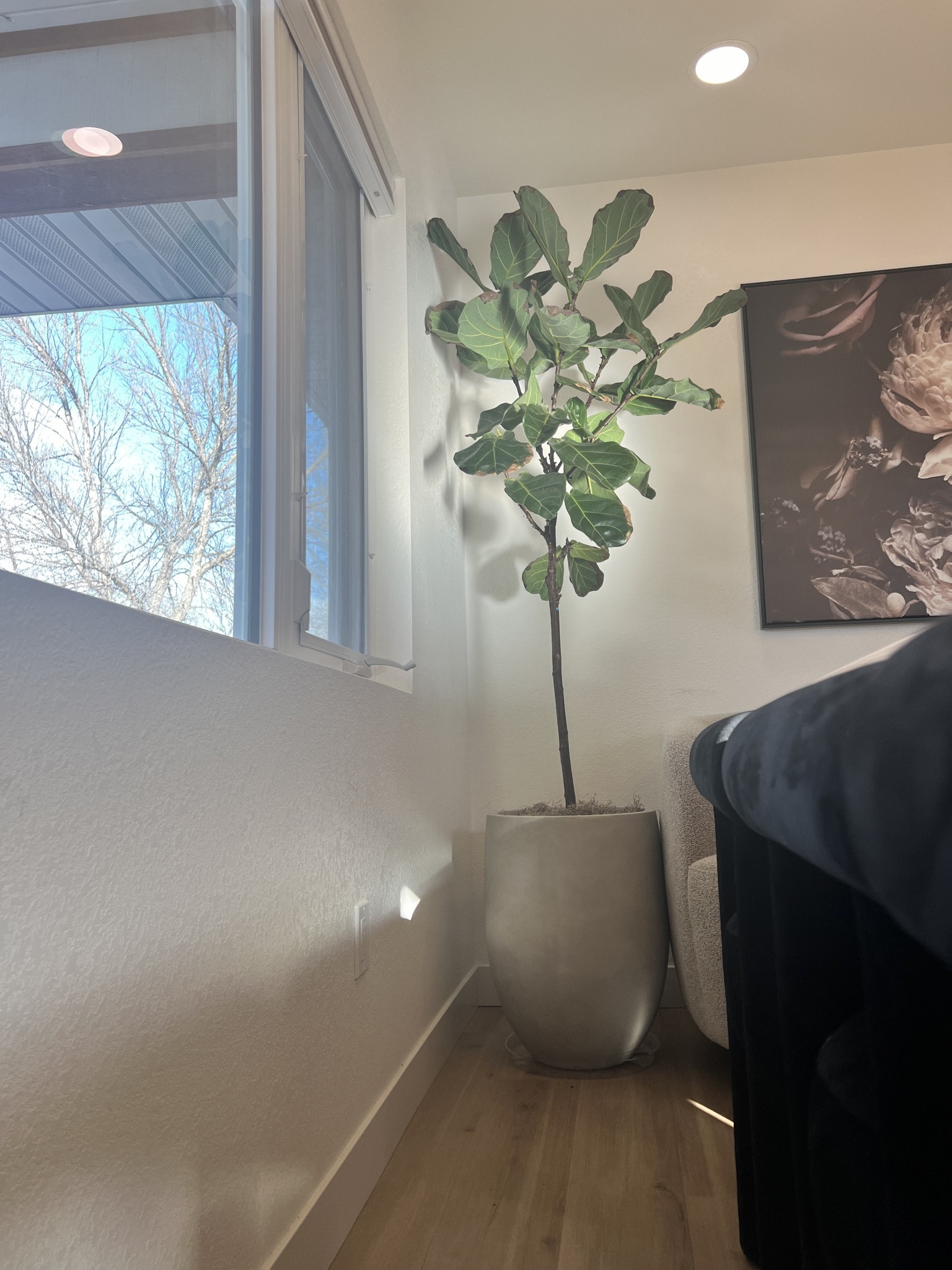 This oversized planter is a statement piece in our dining room. Beautiful indoor or outdoor! 

#LTKFamily #LTKHome