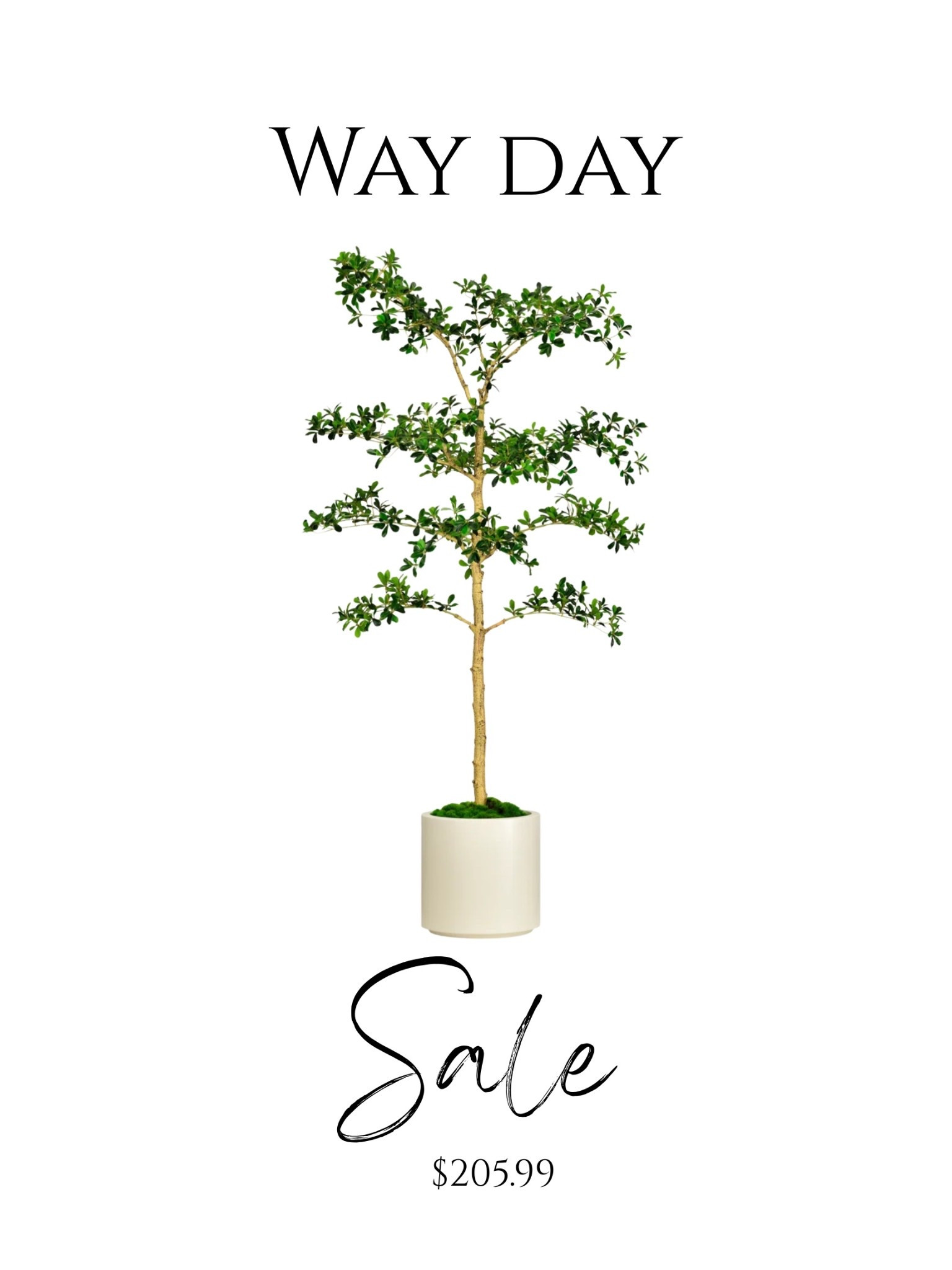 This shady lady olive tree is on sale and looks just like the viral tik tok version!  It’s also less than the almost identical Etsy and pottery barn version. 

#wayday Wayfair shady lady olive tree, faux tree, 

#LTKHome #LTKSaleAlert