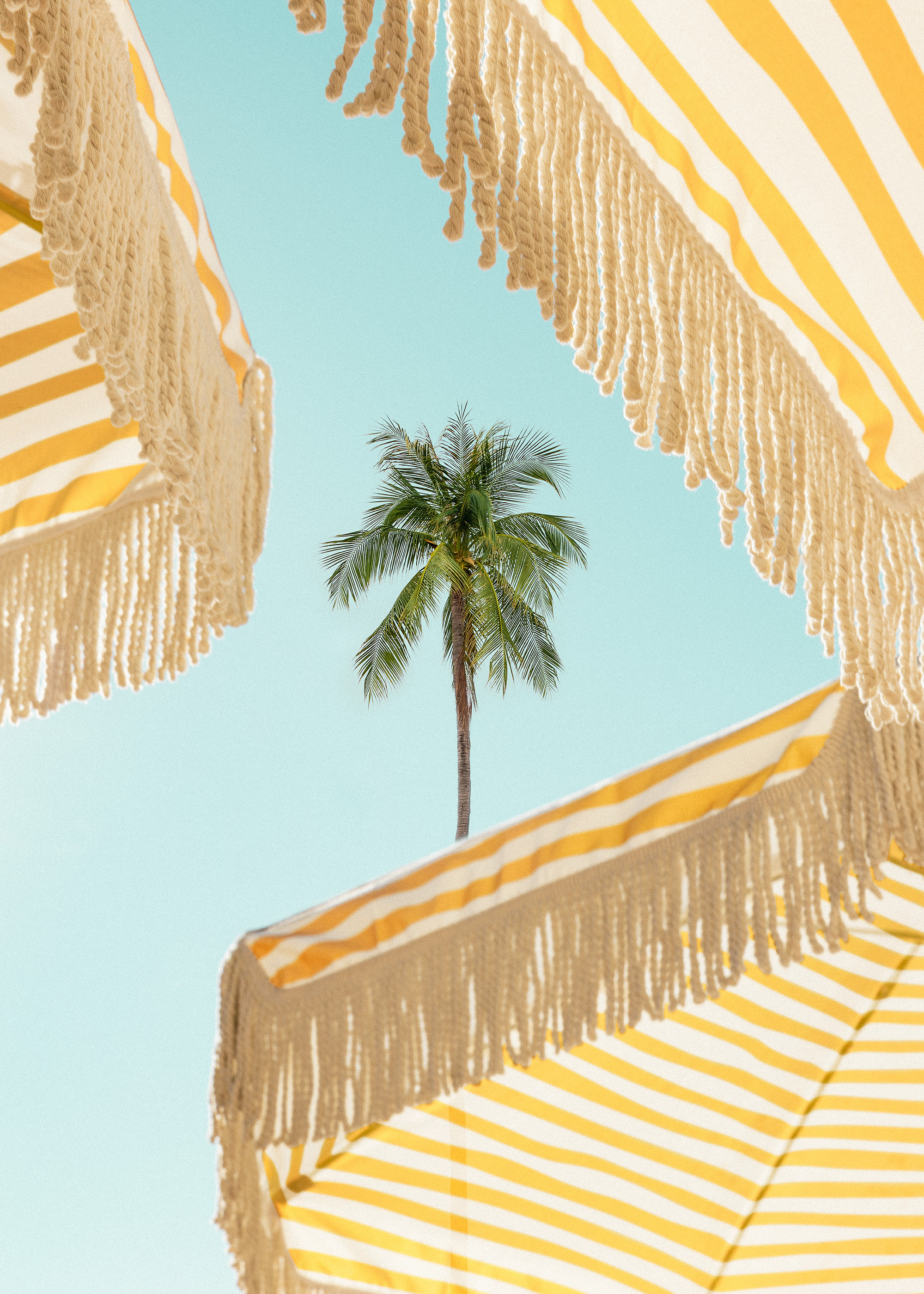 Sunlit Palms Print | Desenio