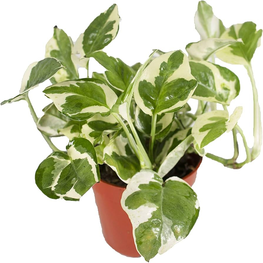 California Tropicals Pothos 'N Joy - 4" Live Plant - Variegated White and Green Leaves - Easy to ... | Amazon (US)