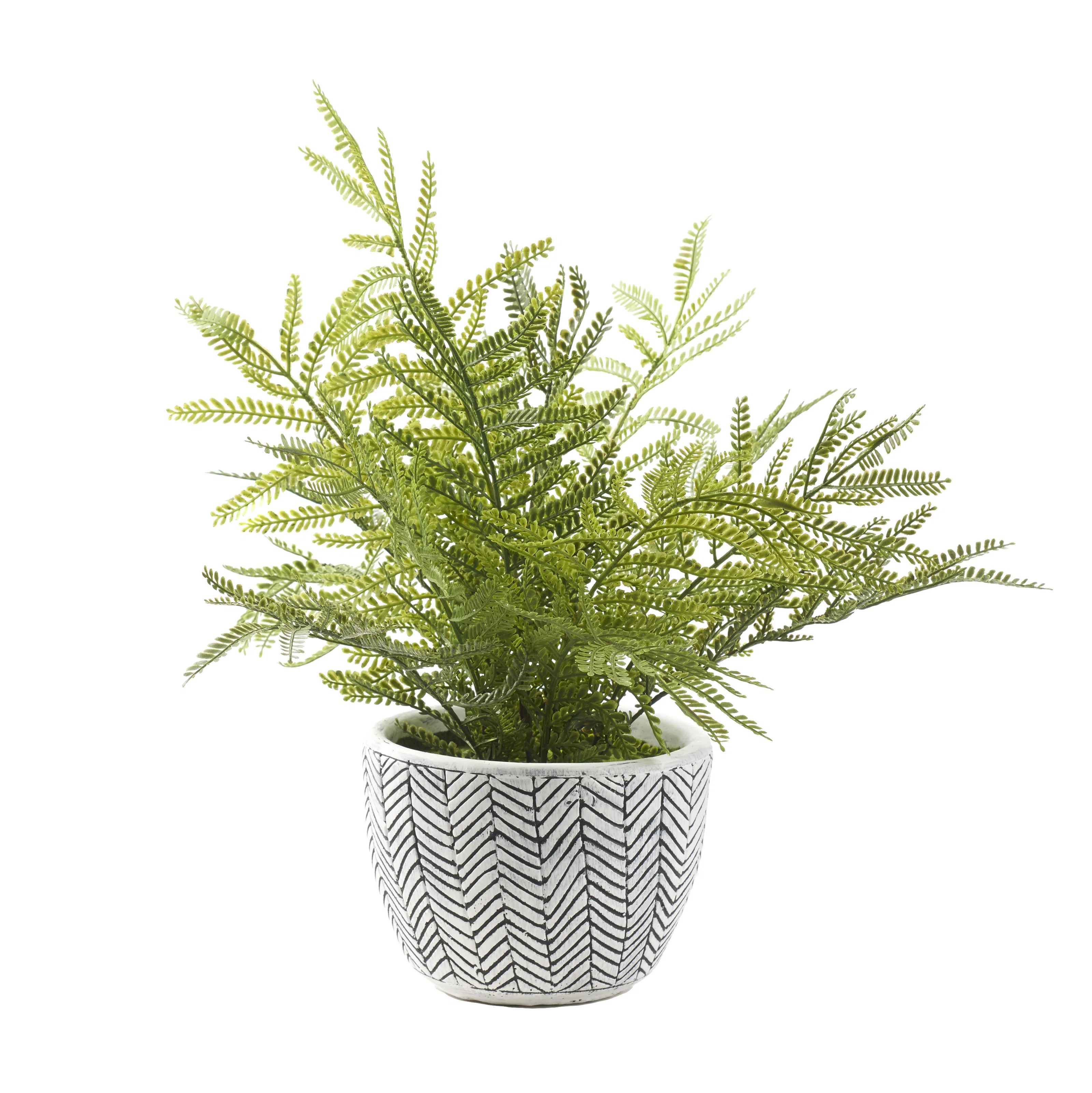 Mini Fern in Ceramic Planter | Wayfair North America