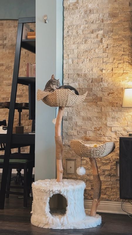 A moment of zen should my cat lounges in her favorite cat tree from Mau Pets 😻 

#LTKVideo #LTKhome #LTKfamily