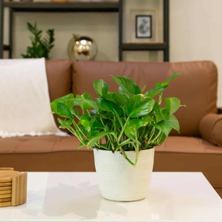 Costa Farms Plants with Benefits Live Indoor 10in. Tall Green Devil's Ivy Pothos; Medium, Indirec... | Walmart (US)