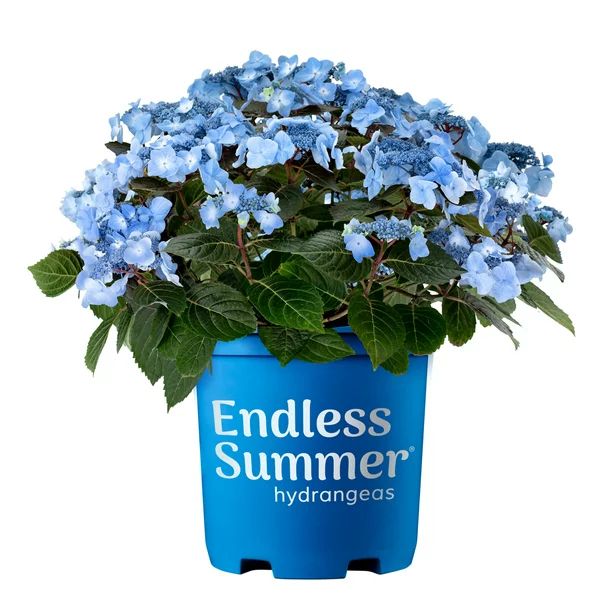 Endless Summer Hydrangea Pop Star  Live Shrub (2 Gallon) - Walmart.com | Walmart (US)