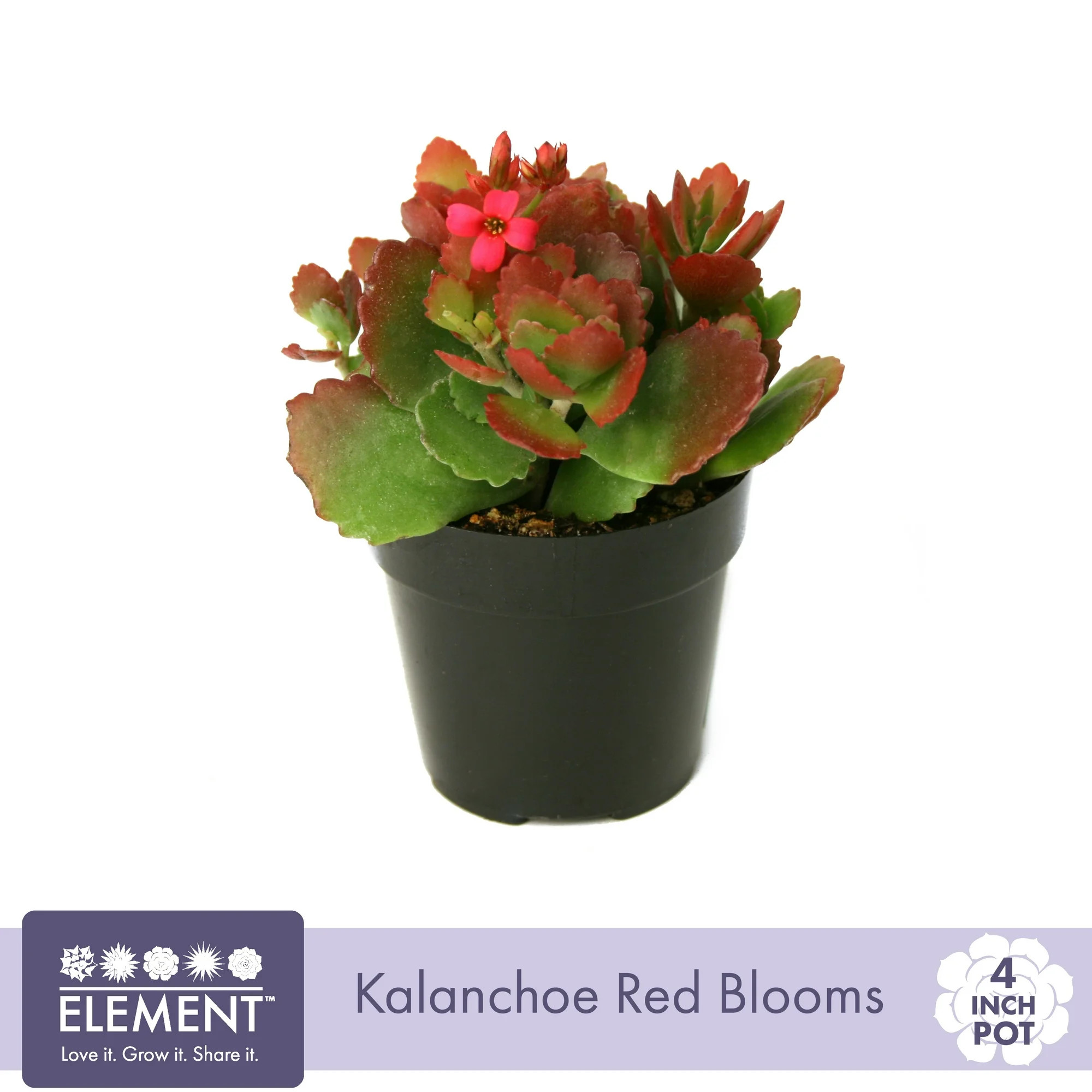 Element Live Plant Kalanchoe Blossfeldiana Succulent Color Succulent in 4in Pot | Walmart (US)