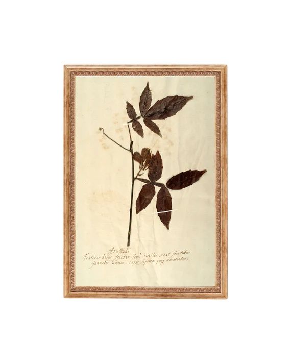 PRINTED Herbarium I. Vintage Dried Flower Art. Printed and - Etsy | Etsy (US)