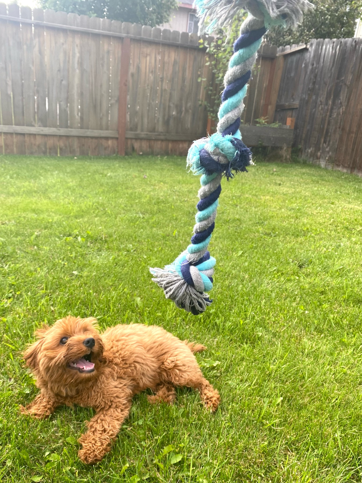 My puppies favorite rope toy #cavapoo #dog #puppy #dogtoy

#LTKunder100 #LTKunder50
