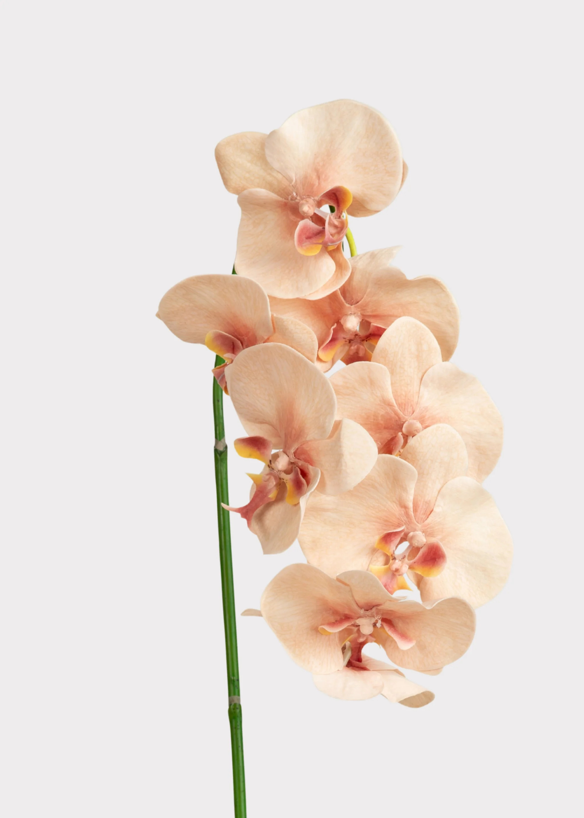Fake Blooming Phalaenopsis Orchids in Peach Pink - 40 | Afloral