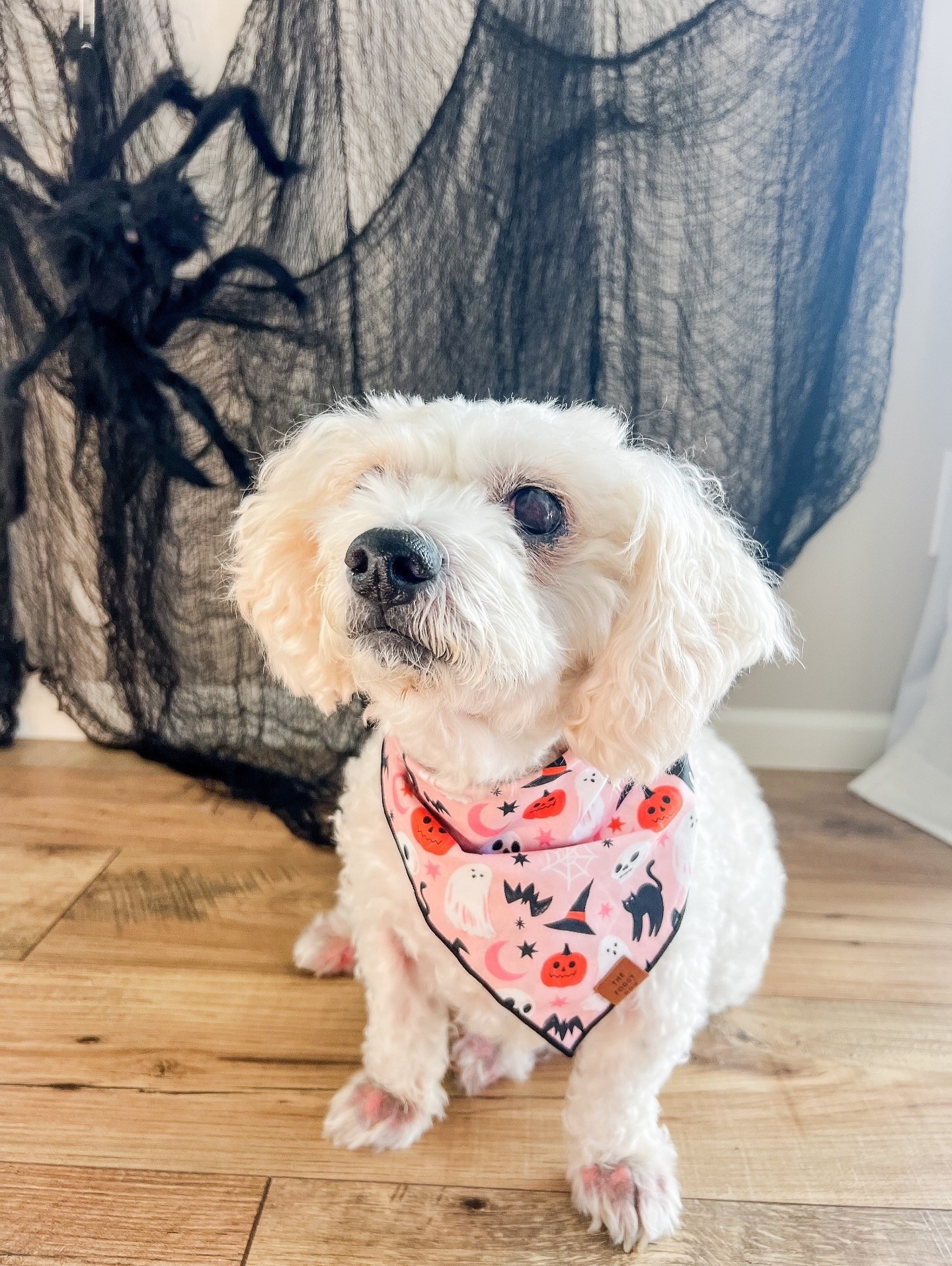 👻 entering spooky season like… 
__________
Use code CHLOE-10 for 10% off @thefoggydog 
.
.
.
.
.
#SpookySeasonVibes #FallEngagementEra #CozySeasonFeels #OctoberMood #EngagementEnergy #FallInLoveSeason #CuffingSeasonVibes #AutumnAesthetic #PumpkinSpiceMood #CozyCoupleMoments #LoveAndLeaves #EngagedLifeFeels #FallRomance #GoldenHourGlow #OctoberDays #ChillyWeatherWarmHearts #CozyHomeVibes #SweaterWeatherMood #AutumnInspo #LoveStorySeason #RingSeason #OctoberAesthetic #SpookyAndSweet #CandlelightVibes #FallInLoveAgain #TogetherInFall #SeasonOfUs #EngagementVibes #PumpkinPatchDates  #thefoggydog

#LTKHalloween #LTKSeasonal #LTKPets