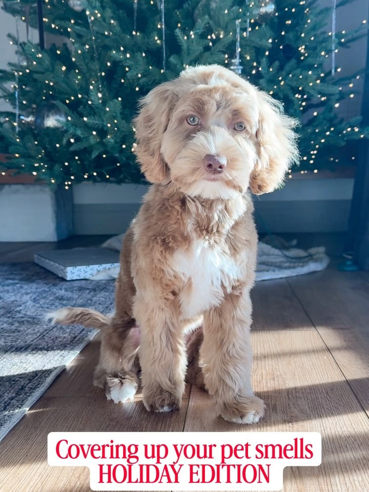 Viral train diffuser is back in stock as of right now! And I saved my favorite for last! 🎄I definitely did not share that monstrosity essential oil that I found last month. 🤮 oh the flash backs are awful. 😅 

#LTKFindsUnder50 #LTKHome #LTKSeasonal