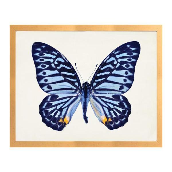 I Blue Butterfly | Caitlin Wilson Design