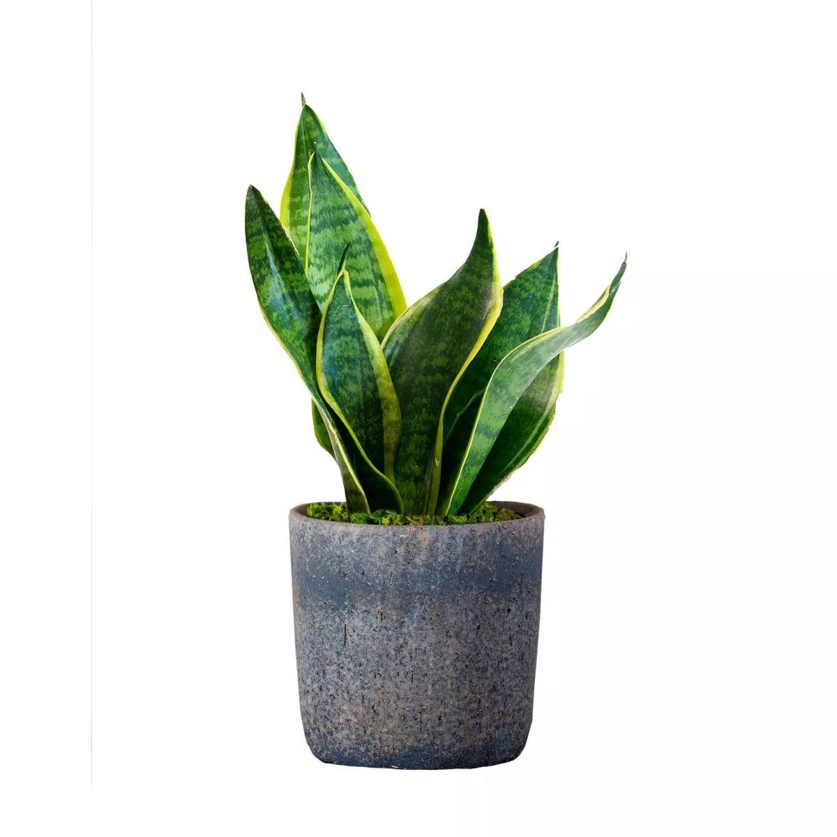 Live Sansevieria Snake Plant in Repose Rustic Stone Planter | Target