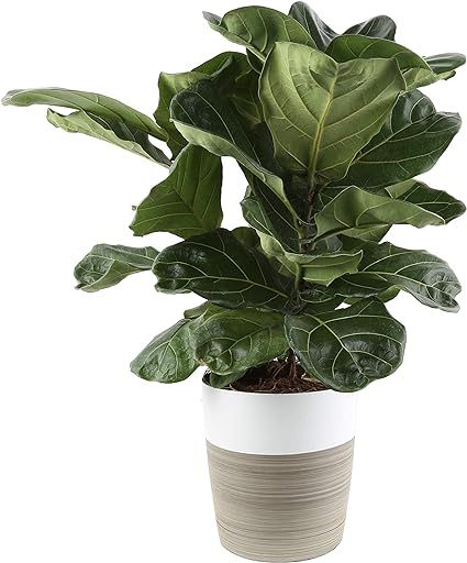 Costa Farms Live Ficus Lyrata, Fiddle-Leaf Fig, Indoor Tree, 2-Feet Tall, Ships in Décor Planter... | Amazon (US)