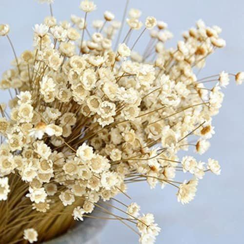200 Stems Natural Dry Flowers Brazilian Small Star Daisy Decorative Dried Flowers Mini Daisy Cham... | Amazon (US)