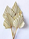 Dried Palm Spears l Dried Palm Leaves l Natural Palms | Dried Flowers | Natural Leaves- 5 stems | Amazon (US)