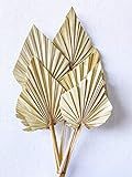 Dried Palm Spears l Dried Palm Leaves l Natural Palms | Dried Flowers | Natural Leaves- 5 stems | Amazon (US)