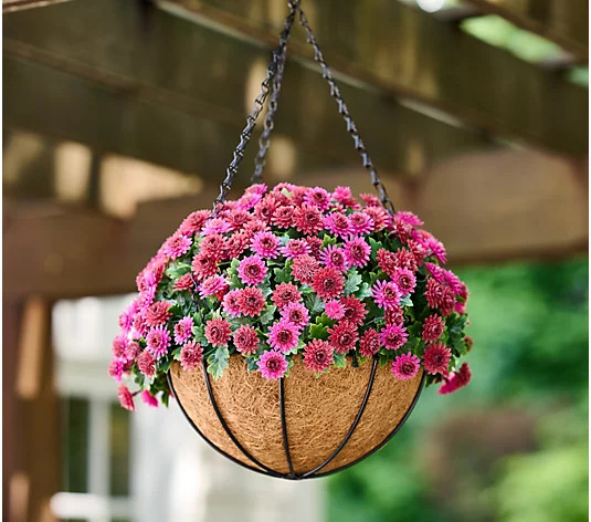 Wicker Park 14" Harvest Faux Mum Hanging Basket | QVC