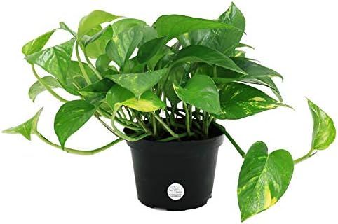 Costa Farms Easy Care Devil's Ivy Golden Pothos Live Indoor Plant 10-Inches Tall, Grower's Pot | Amazon (US)
