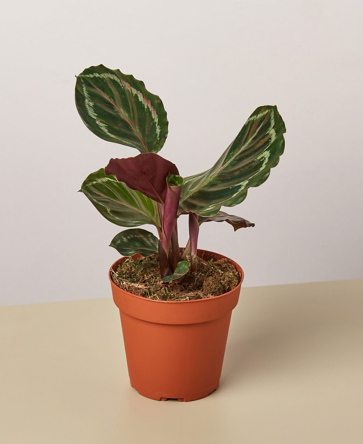 Calathea Roseopicta 'Medallion' - 4" Pot | Macys (US)