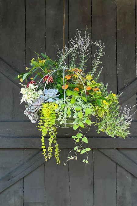 Elevate your garden with these Hand-Forged Steel Hanging Baskets, exclusively from Terrain! Crafted in California, these baskets feature an extra-deep planting area that keeps soil and plants hydrated longer. The natural zinc finish will stand the test of time, adding a rustic charm to your outdoor space. Perfect for lining with moss and creating a cascading display of greenery. 

🔹 Hand-forged in California
🔹 Solid steel with a natural zinc finish
🔹 Extra-deep design to prevent soil from drying out
🔹 Ideal for indoor and outdoor use
🔹 Frostproof for winter durability
🔹 Pair with the Water-Saving Natural Hanging Basket Liner for best results
🔹 Hanging hardware not included

Transform your garden into a verdant paradise with these durable, stylish hanging baskets. Order yours now and enjoy year-round beauty! 

#GardenEssentials #HandForged #TerrainExclusive #Gardening #OutdoorLiving #GreenLiving

#LTKSaleAlert #LTKHome #LTKSeasonal

#LTKSummerSales #LTKFindsUnder100