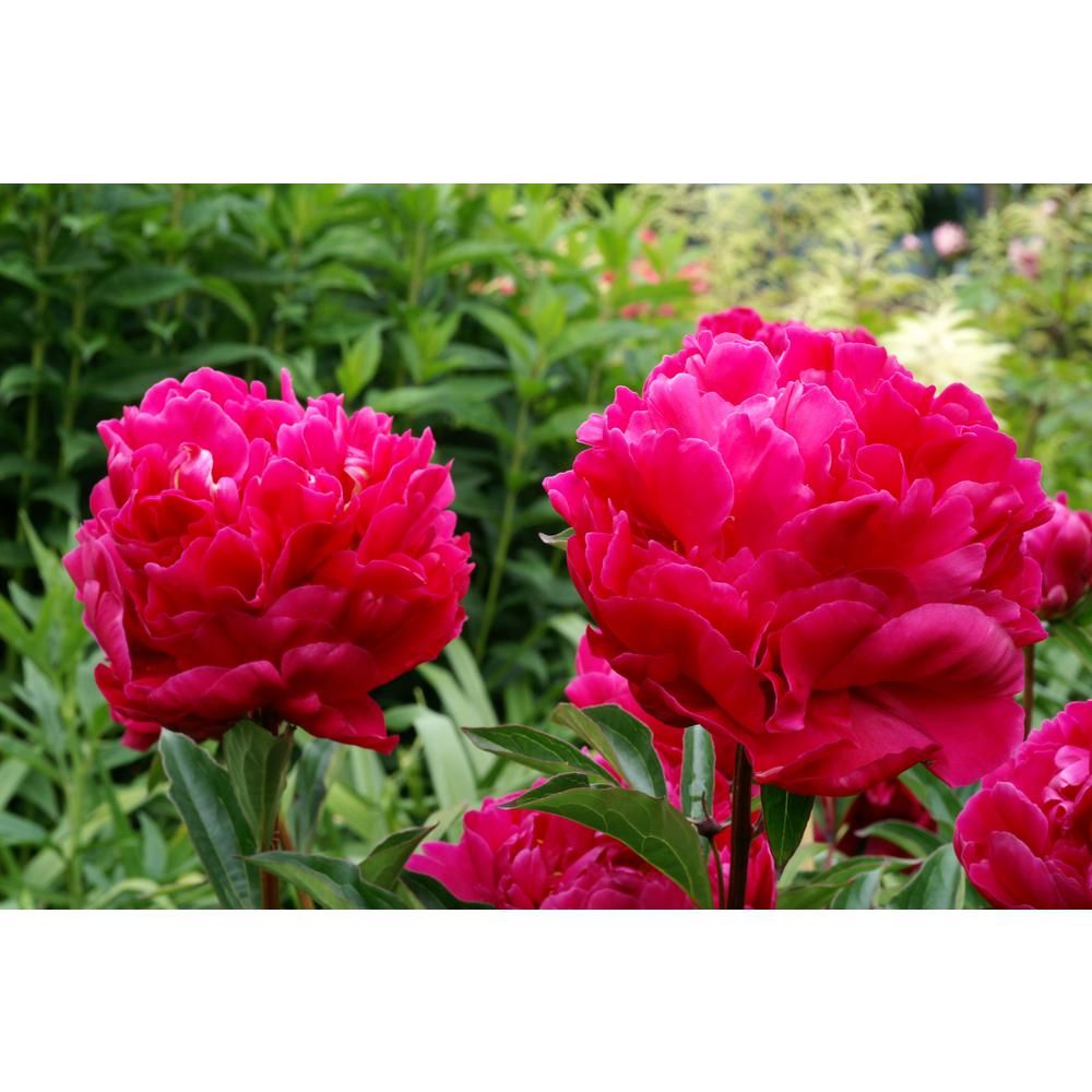 Karl Rosenfield Peony | The Home Depot