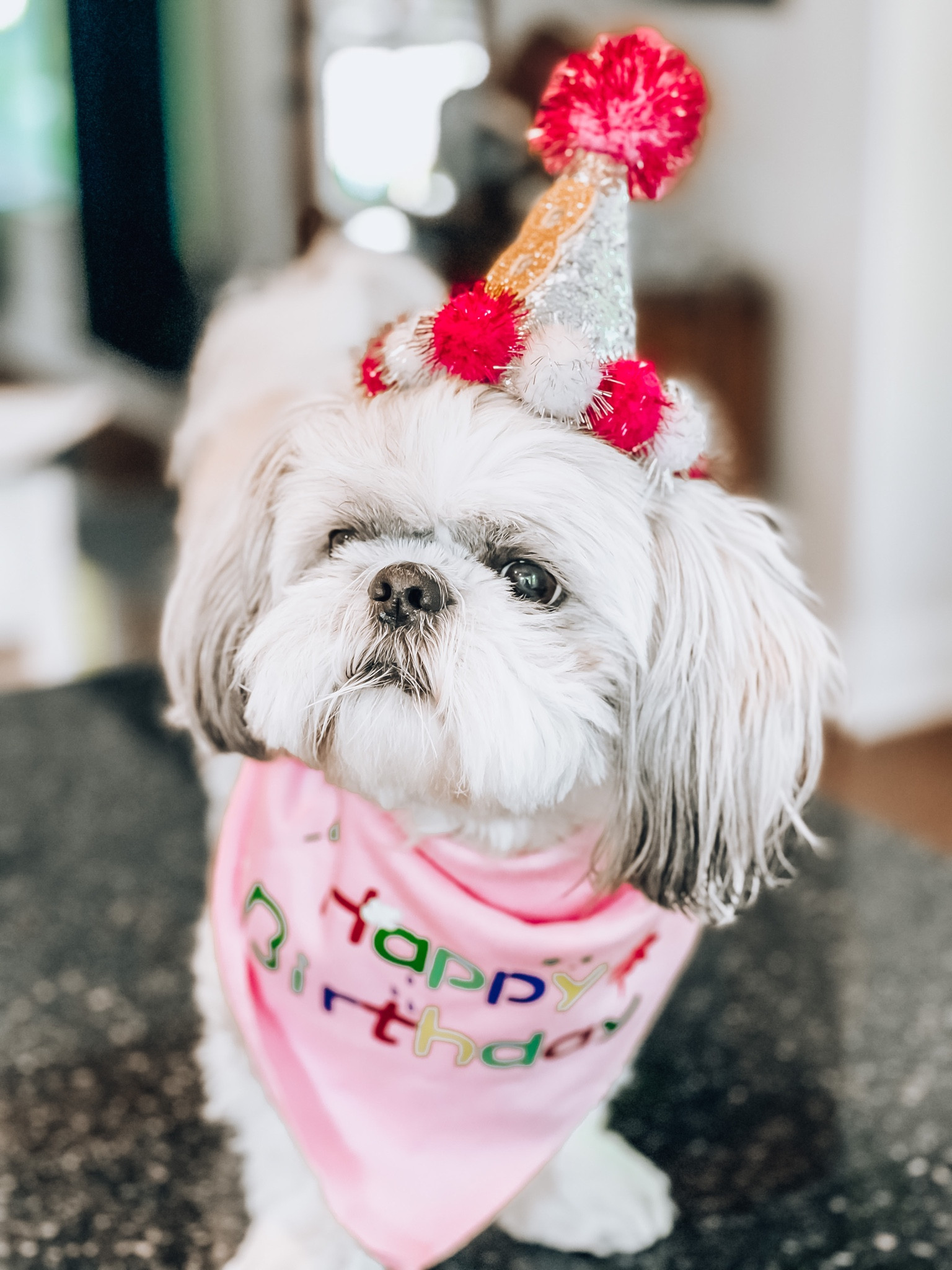 Celebrate your dogs birthday in style! 🐶

Birthday, celebrations, dog birthday, accessories, birthday hat, Amazon favorites

#LTKunder50 #LTKfamily #LTKFind
