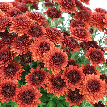 Altman Plants Red Mum in 3.8-Quart Pot | Lowe's