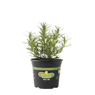 Bonnie Plants 2.32 Qt. Rosemary Arp Premium-5090 - The Home Depot | The Home Depot