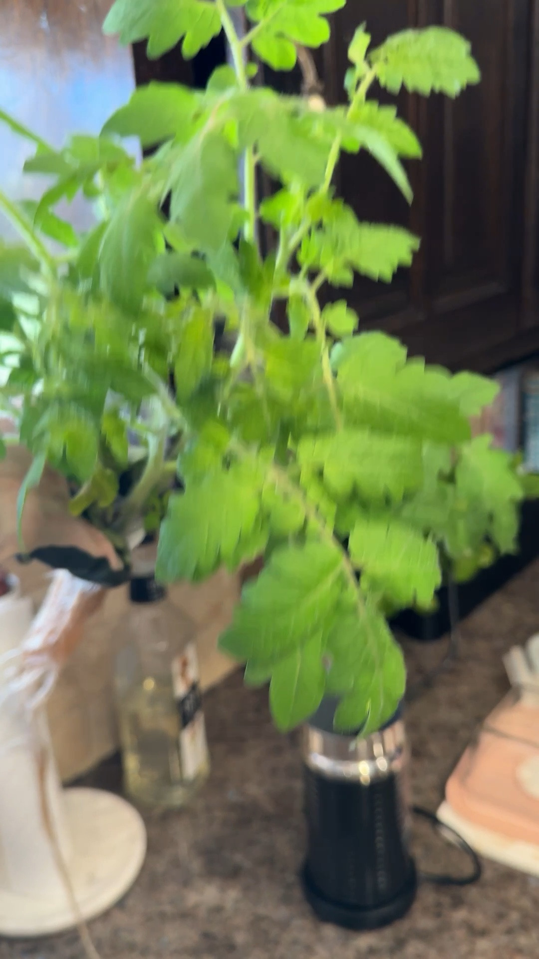 Can you believe this tomato plant started from a seed?! My goal is to grow the majority of our vegetables by end of summer! 


Vegetable garden, seed starter, pod, tomato, plant, home, gardening, backyard, outdoors 

#LTKdayinmylife #LTKmorningroutine #LTKKids