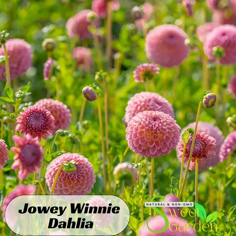 Jowey Winnie Dahlia Seeds Authentic Seeds Clumping Dahlia Garden Summer Blooming Easy to Grow D10... | Etsy (US)